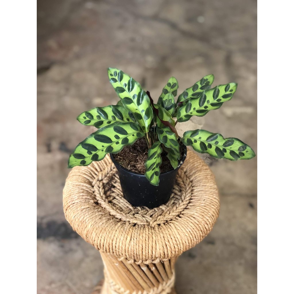 Cây Calathea lancifolia Rattlesnake (Tiễn Vũ Trúc Vu) kèm chậu thuỷ canh 2 lớp không đất, không cần tưới