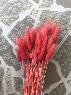 CỎ ĐUÔI THỎ NHIỀU MÀU SẮC