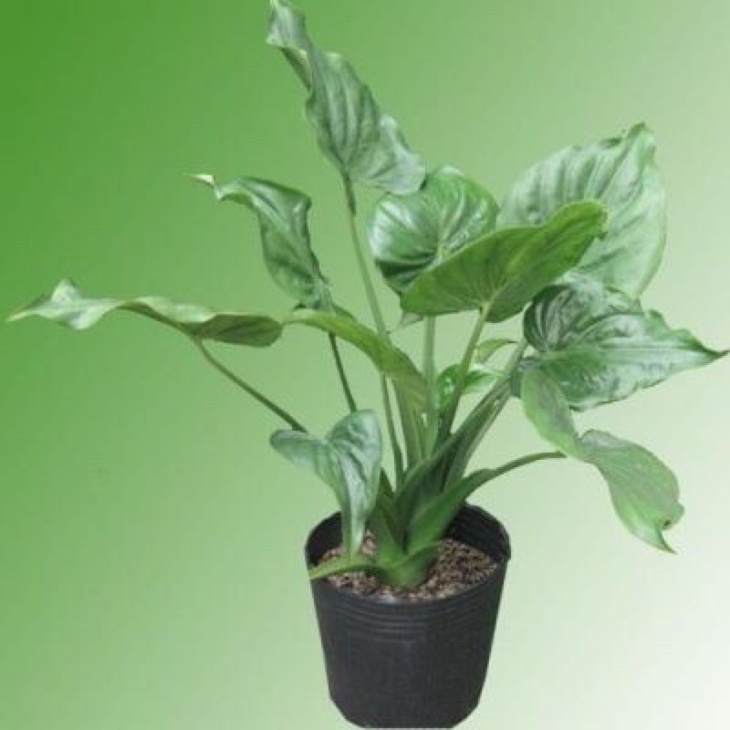 Cây thủy thanh tâm