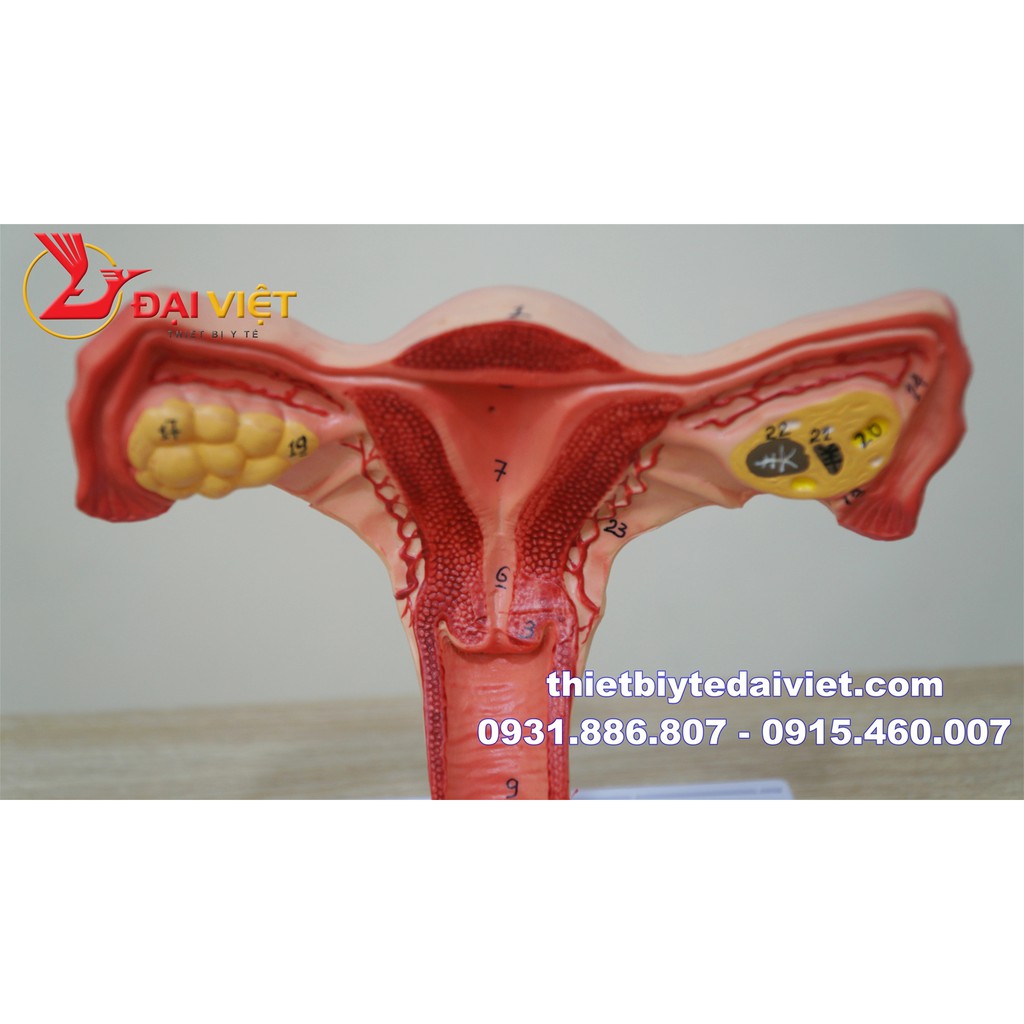 Mô hình giải phẫu bộ phận sinh dục nữ