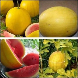 Bộ 2 Hat giống dưa hấu vỏ vàng ruột đỏ - tặng 1 kích thích