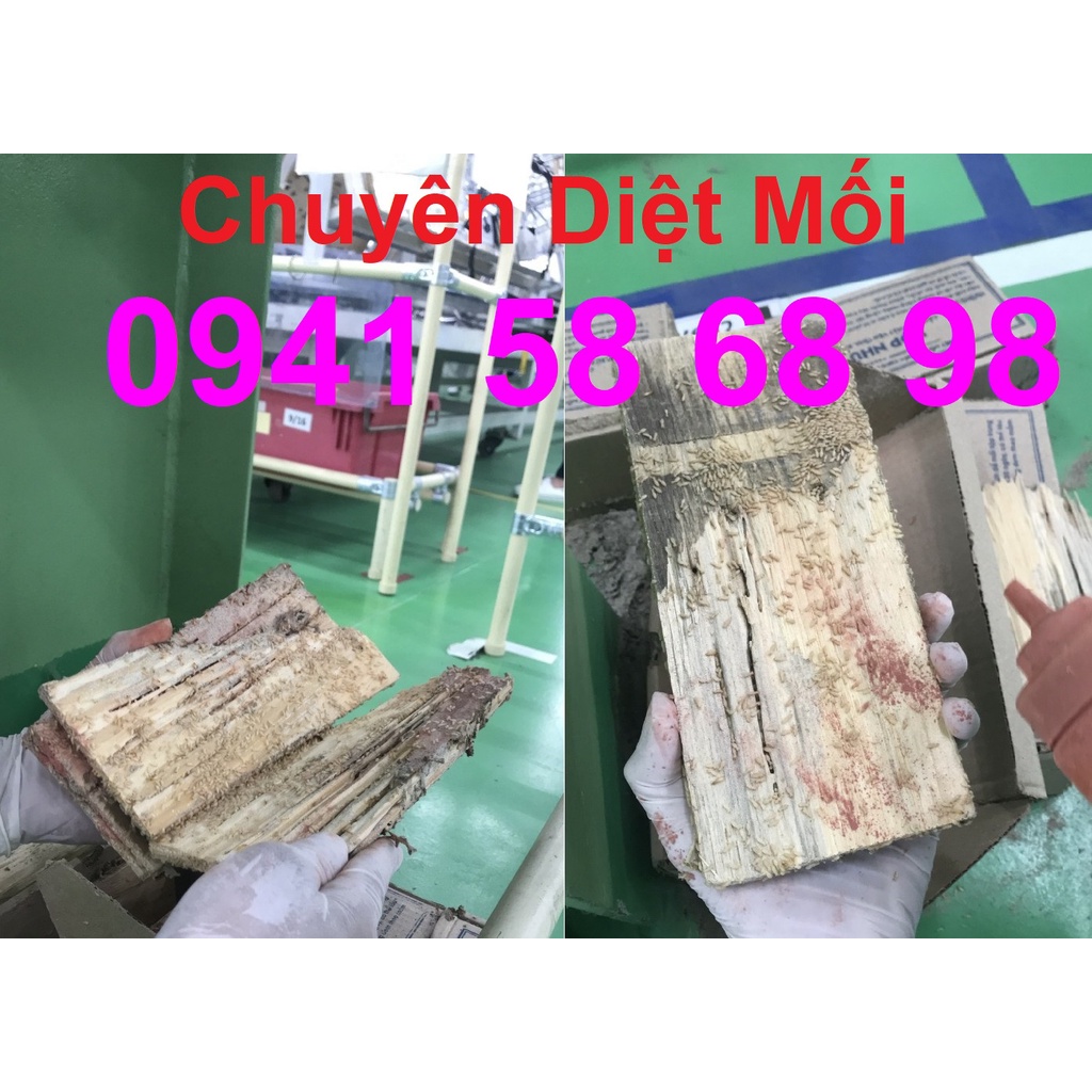 Hộp Nhử Mối Sinh Học  LOẠI HỘP TO