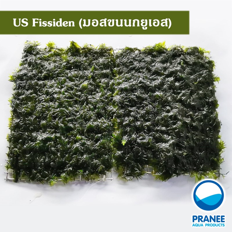 Moss Us Feathers Thousand Grids And Rock Island Aquatic Plants Aquarium