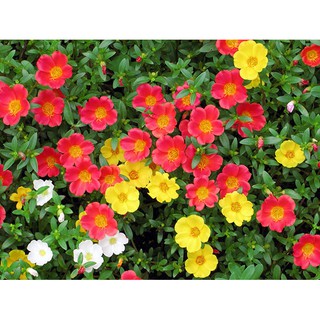 Combo 10 nhánh hoa sam