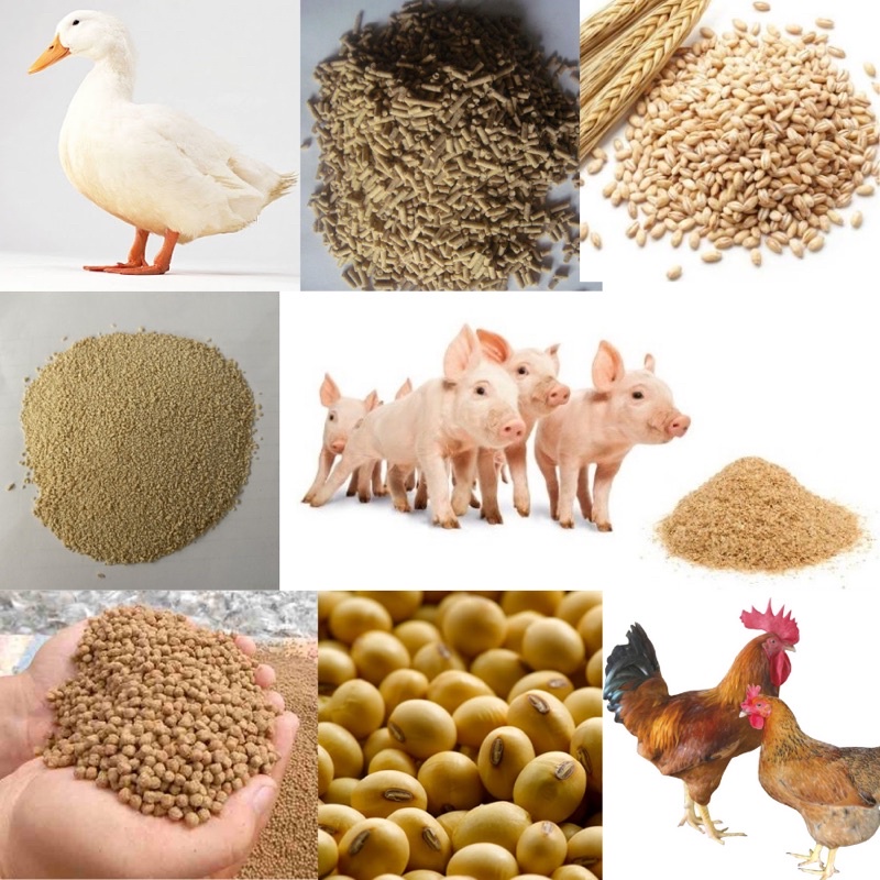 Hạt Bắp, Ngô(size nhỏ)cho chim cảnh, gà con, cu gáy, chuột hamster