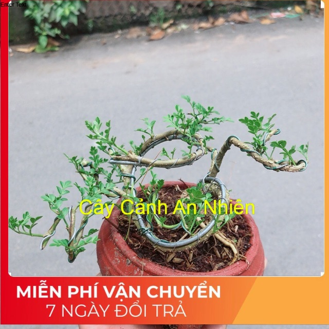 Chậu Cần Thăng