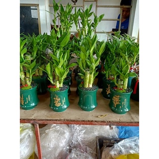 Chậu cây phát Lộc kèm chậu đẹp .