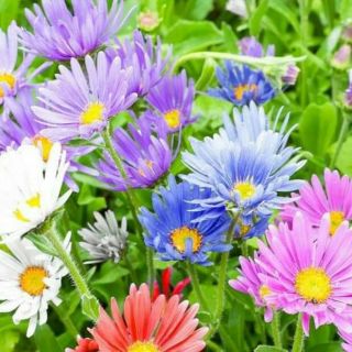 Hoa thạch thảo mix màu