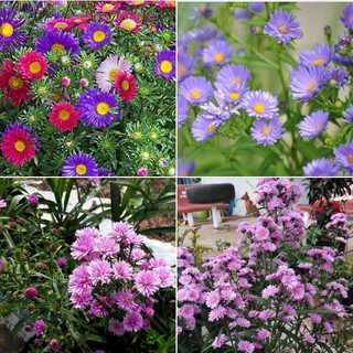 Hạt giống Hoa thạch thảo cao Mix (50Hạt)