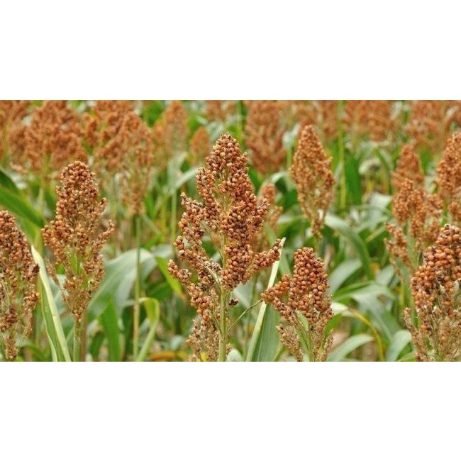 100g Hạt giống Cây Bo bo Cây Ý Dĩ Cườm Thảo - dùng cho chăn nuôi gia súc, gia cầm, thiên cầm