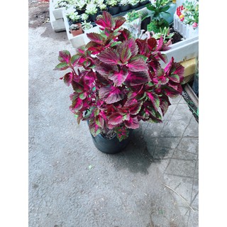 Chậu cây lá gấm đỏ