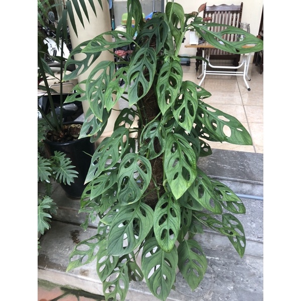 chậu nhỏ Trầu bà lá lỗ H3 - Monstera adansonii