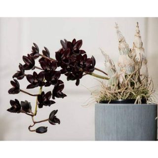 Lan Thiên Nga màu đen cây giống chuẩn màu