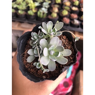 Sen đá dù hoa hồng sen đá dù tròn size bầu 5cm hư 1 đổi 1