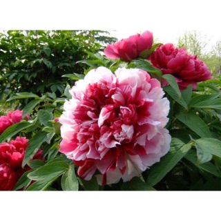 Set 3 cây mẫu đơn màu C4, C7, C8