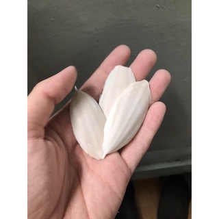 Nang Mực bổ sung Canxi (Thức ăn cho vật nuôi)