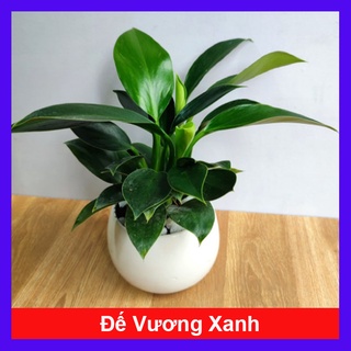 Trầu Bà Đế Vương Xanh - cây cảnh để bàn