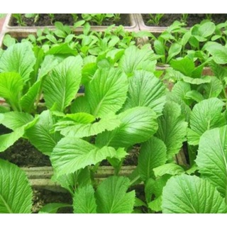 Hạt giống Cải Mơ Đăm (chân lùn) 20gr