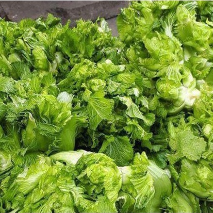 Hạt giống Cải Mầm Đá 0.2gr ~40 hạt