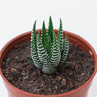 Sen đá móng rồng thẳng