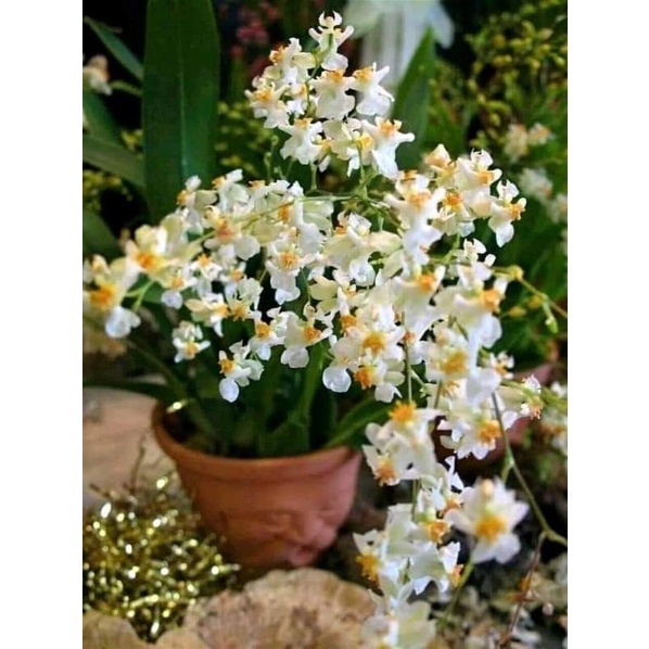 Vũ nữ hồng lâu mộng trắng hoa thơm
