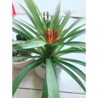 Chậu cây phong lộc hoa