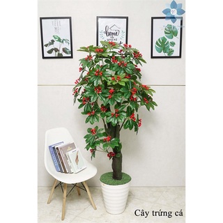 Cây Giả 🌺 Cây TRứng Cá To Cao 1,6m, Cây Kim Ngân Lượng