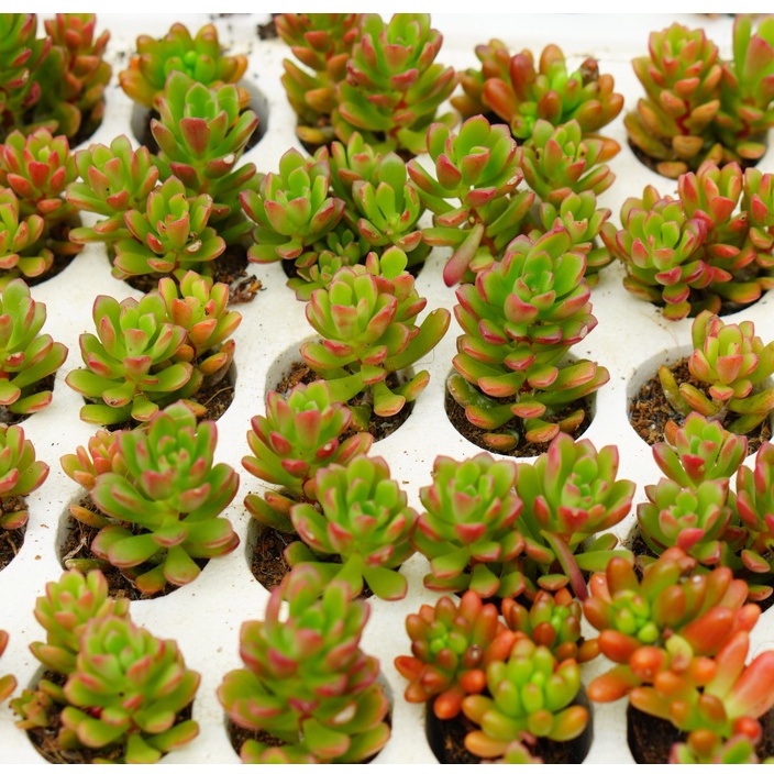 Sen Đá Sedum Kẹo mini  3cm, Khỏe, Dễ trồng, Hàng Đà Lạt, Lỗi 1 đổi 1