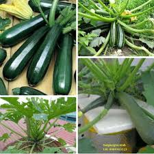 Hạt giống bí ngồi xanh ( bí ngòi ) gói 15 hạt F1