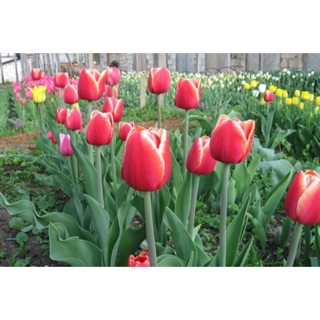 Củ hoa Ly giống, củ hoa Tulip