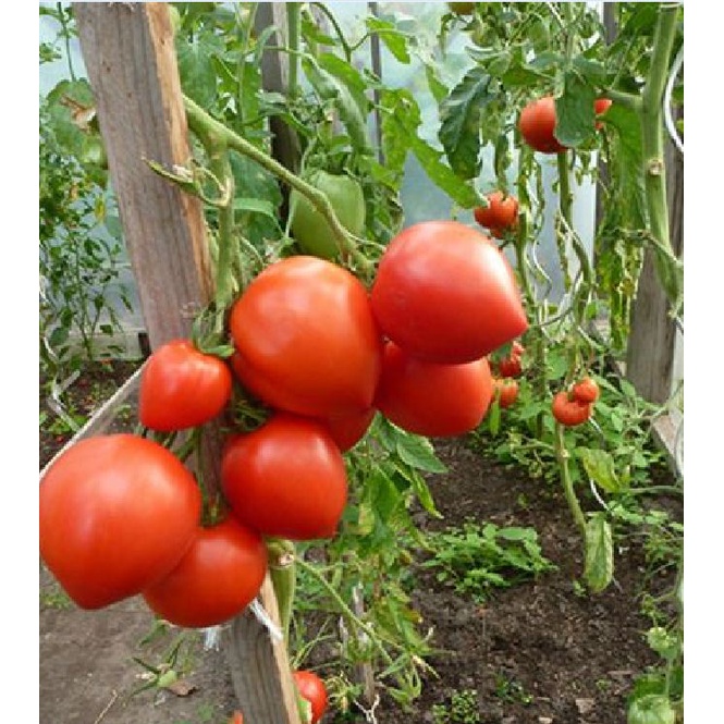 ( HOT ) Hạt giống cà chua trái tim đỏ gói 30 hạt