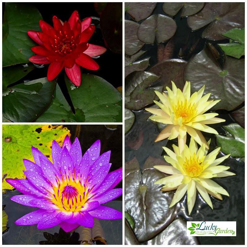 5 Hạt giống Súng thái  XTRA TẶNG KÈM PHÂN VÀ KÍCH MẦM