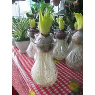 Lọ thủy tinh trồng tiên ông, cây thủy canh, cốc trà sữa _Lọ trồng Dạ Lan hương, cây cảnh thủy sinh (Chỉ lọ)