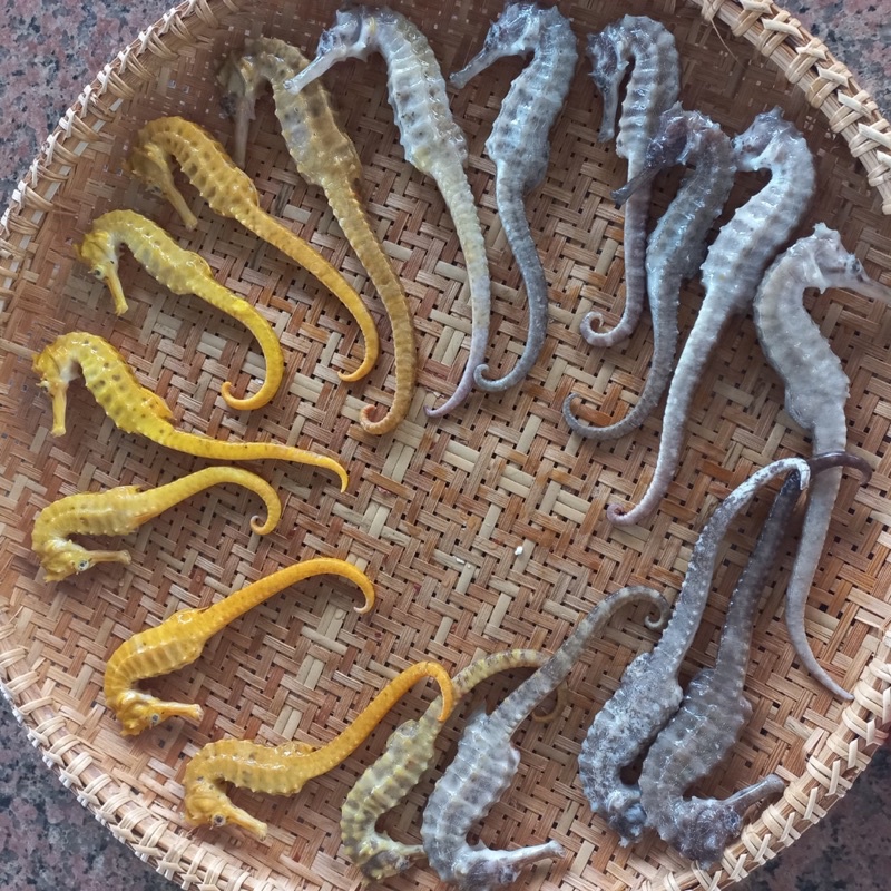 Cá ngựa khô - tươi size lớn 16-25cm