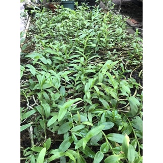 hoa lan phi điệp tím cây giống