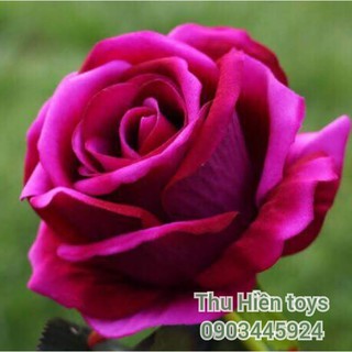 Hoa Hồng Nhung  Hoa Lụa Cao Cấp (51cm)