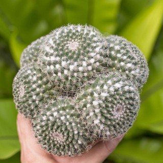 Xương rồng bánh sinh nhật bụi - Vườn sen đá