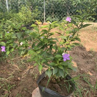 cây nhài nhật cao 45cm