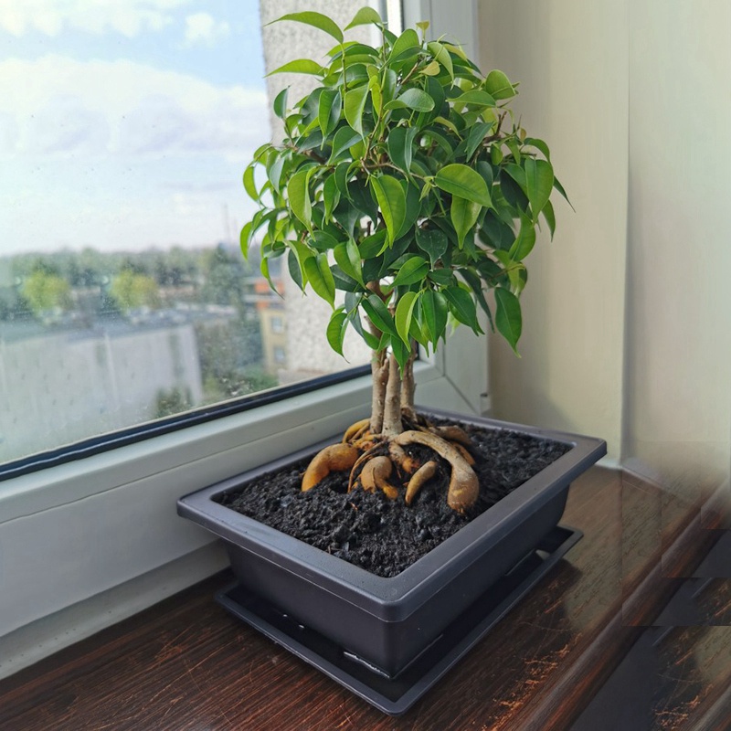 Bộ 6 Chậu Nhựa Trồng Cây Bonsai Kích Thước 22.5X16.5cm Tiện Dụng Cho Sân Vườn