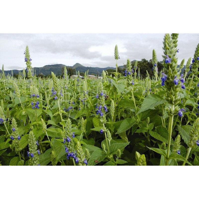 Hạt chia hữu cơ Úc 1kg giúp giảm cân và ngăn ngừa tiểu đường hiệu quả