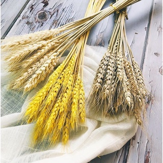 ❤️FREESHIP❤️ 10 cành lúa mạch khô DRIED WHEAT decor siêu bền