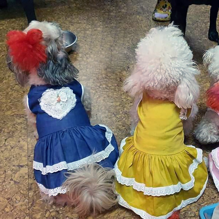 Váy cho chó mèo Váy cộc tay Quần áo thú cưng - CutePets