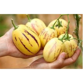  HẠT GIỐNG DƯA HẤU PEPINO GÓI 5 HẠT