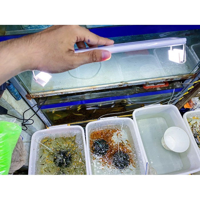 ĐÈN LED KẸP 2 BÊN HỒ CÁ XUAN MEI LONG