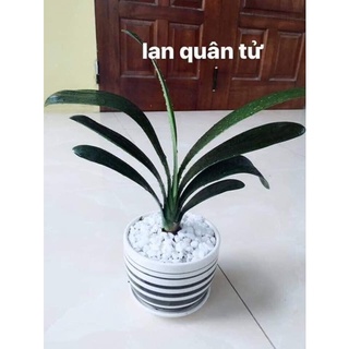 LAN QUÂN TỬ(CÂY TO)
