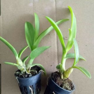 Các loại nắng cây giống