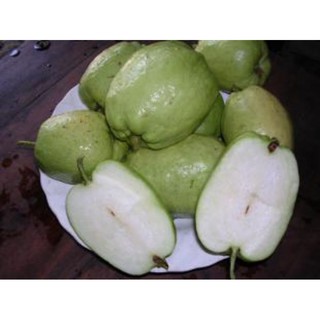 cây ổi không hạt