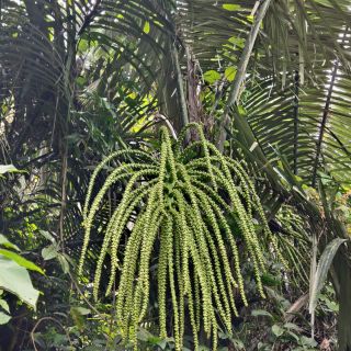 Cây giống dừa rừng
