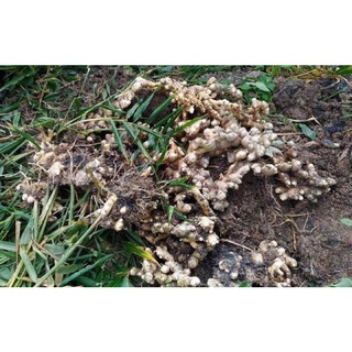GỪNG TÂY NGUYÊN (GỪNG GIÀ, GỪNG CỰU)