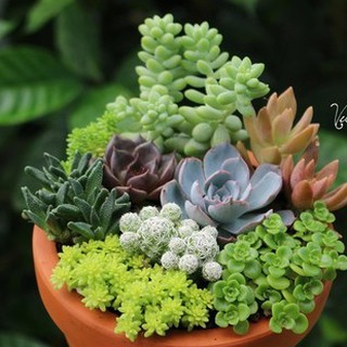 Hạt giống sen đá mix nhiều màu - 1 gói 200 hạt - hg1